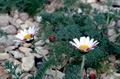 Anacyclus pyrethrum 